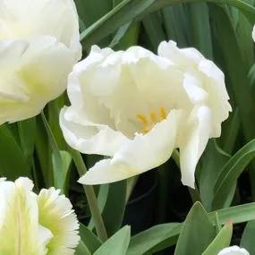 White Rebel Tulip (Tulipa White Rebel) Img 2